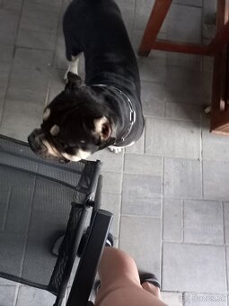 American Bully POCKET tricolour Krytie - 2