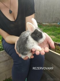 Predám zakrslých králikov (Všetci sú rezervovaný) - 2