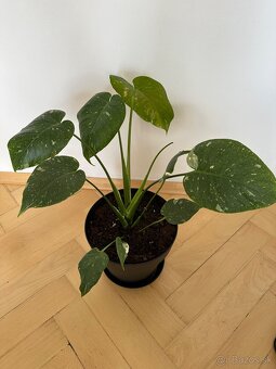 Monstera thai constalation - 2