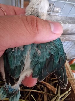 Agapornis fisher - 2