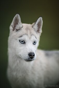 Sibirsky husky s PP - 2
