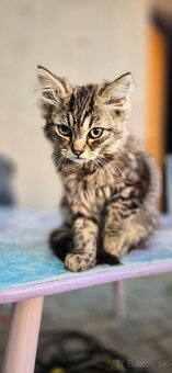 Darujem mačiatka – krížence Ragdoll - 2