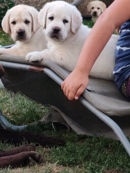 Labrador retriever -šteniatka s PP - 2