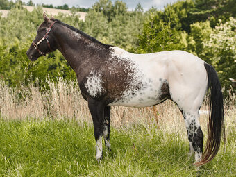 Appaloosa - čierny HOMOZYGOT + garancia: FAREBNÉ žriebä - 2