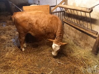 Predám jalovicu ss REZERVOVANE - 2