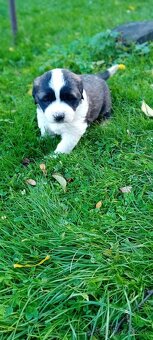 Moskovský strážny pes - 2