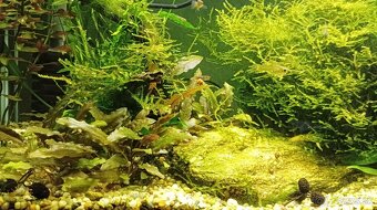 Akvárium Invital 65l - 2