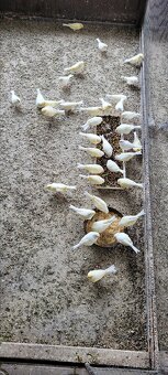 Kanáre  kanáriky - 2