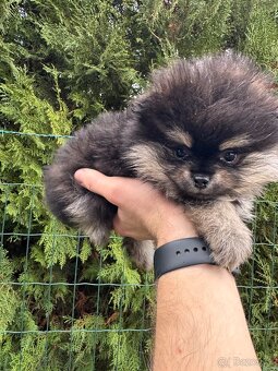 Špic Pomeranian čierno pálený fenka - 2