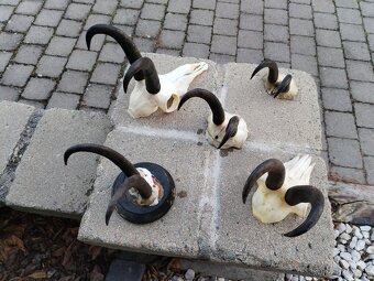 Trofeje kamzikov - 2