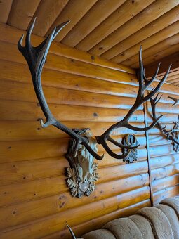 Zhody,parohy,parožie, trofej - 2