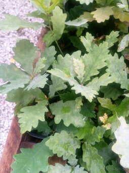 Sadenice Dub letny, (quercus robur) - 2