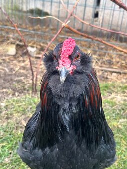 Kohút araucana - 2