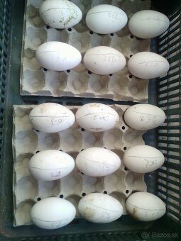 hus biela slovenska - 2