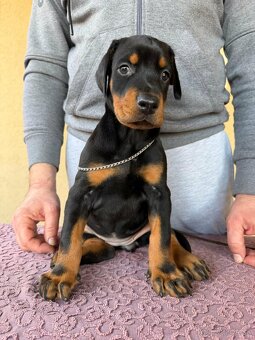 Woody Boy’s Dobermann - 2