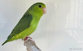 Papagájik šedokrídly,  Forpus coelestis - 2