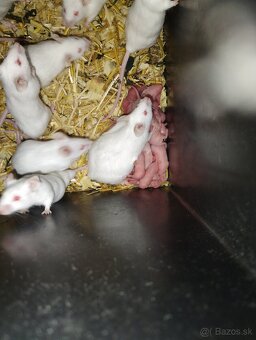 Laboratórne myši - 2