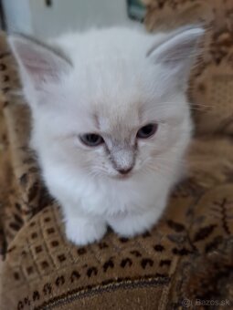 Ragdoll macicka blue lynx mitted - 2