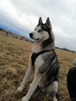 Darujem huskyho - 2