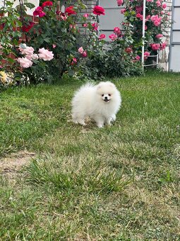 Pomeranian s PP - biela sučka - 2