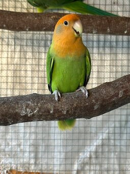 Agapornis - 2