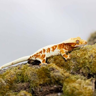 Pagekón riasnatý z chovu GeckoSVK - 2