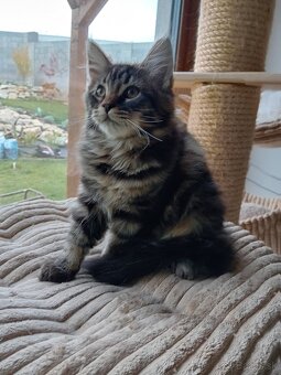 mainská mývalia mačka - 2