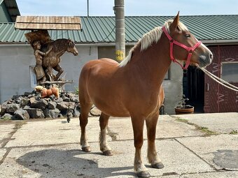 Predám kobylu - chladnokrvník - 2