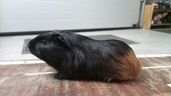 Morské prasiatko - 2