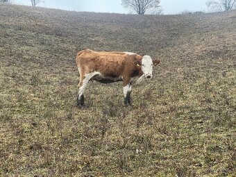 Slovenska strakata ss - 2