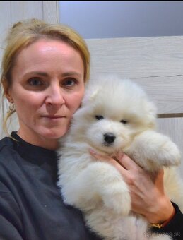 Samica samojeda fci - 2