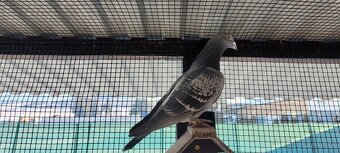 Poštové holuby - 2