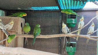 Baraband - papagaj nadherny - 2