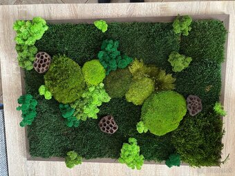 Machovy obraz 70x50 - 2