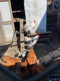 Hamburčanka - kohut a kuriatka - 2
