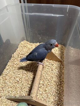 Alexander maly - rucne dokrmenie - 2