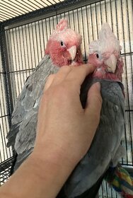 Mláďatá kakadu ružový - 2