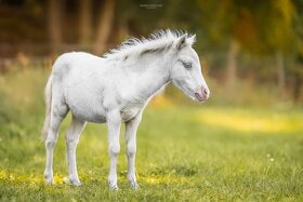 Falabella hřebci (minyhorse minypony pony) - 2