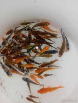 Koi kapre - 2