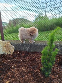 Oranžový špic -Pomeranian - 2