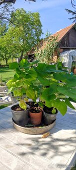 Katalpa nádherná (Catalpa speciosa) - 2