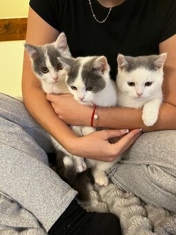 Britské mačiatka - 2