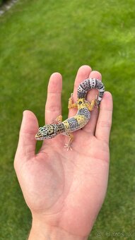 Gekončík nočný - samice 2025 - 2