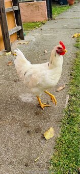 Predám mladých kohútov - 2