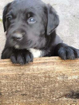 Ponuka šteniatok - 2