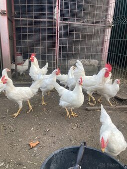 Leghorn (rezervované do soboty) - 2