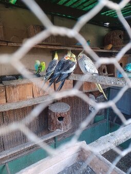 Spevave,rozely ,kakariky - 2