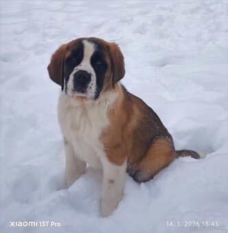 Bernardin kratkosrsty - 2