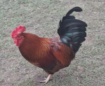 Predám kohúta - 2