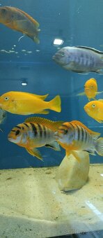 Africké Malawi cichlidy - 2